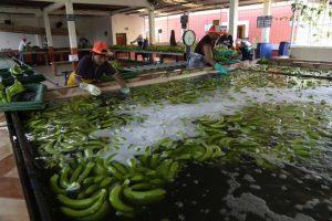 Las exportaciones de banano ecuatoriano se destinan a diversos mercados, siendo la Unión Europea, Rusia, Asia y el Cono Sur los más importantes.