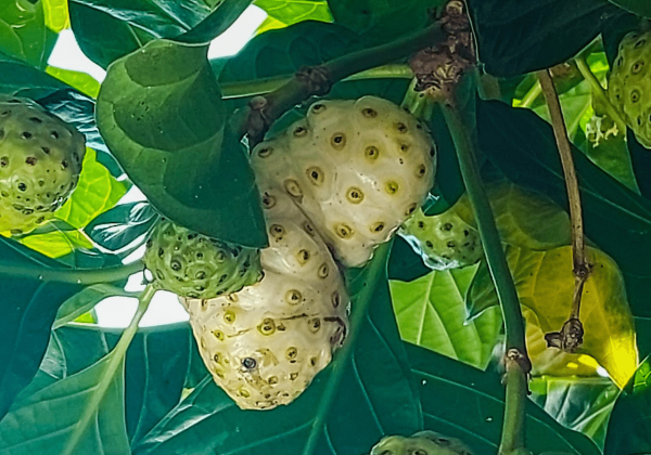 Fue un boom de salud, pero hoy casi nadie lo toma: ¿qué pasó con el noni?