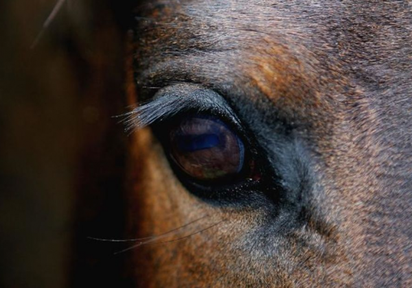 ¿Qué siente un caballo? La ciencia lo revela a través de sus expresiones faciales