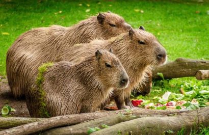 capibara_caracteristicas_habitat_y_alimentacion_4037_600