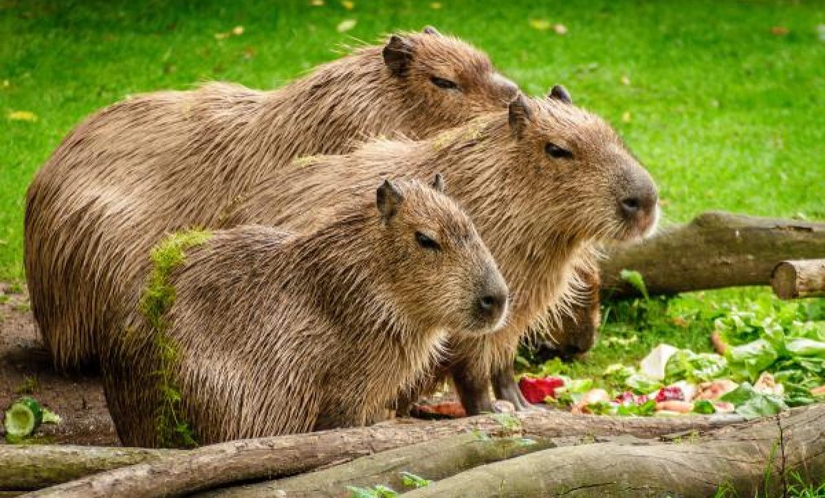 capibara_caracteristicas_habitat_y_alimentacion_4037_600
