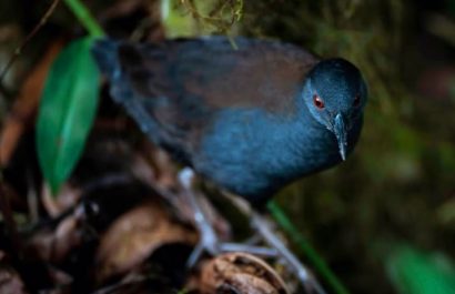 cientificos-de-la-fundacion-charles-darwin-anunciaron-el-redescubrimiento-del-pachay-de-galapagos-en-la-isla-floreana