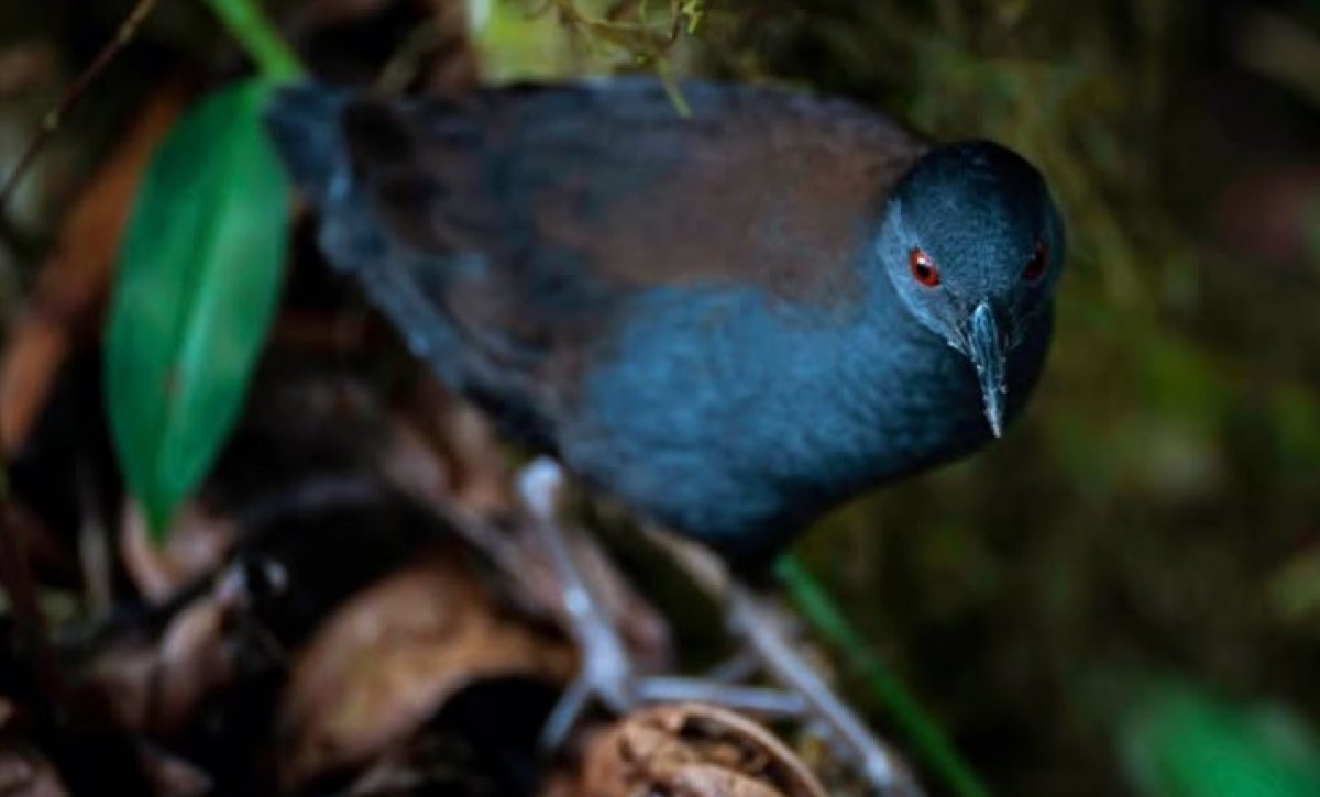 cientificos-de-la-fundacion-charles-darwin-anunciaron-el-redescubrimiento-del-pachay-de-galapagos-en-la-isla-floreana