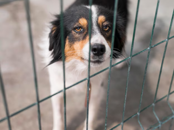 Carne de perro y salud humana: lo que se sabe hasta ahora