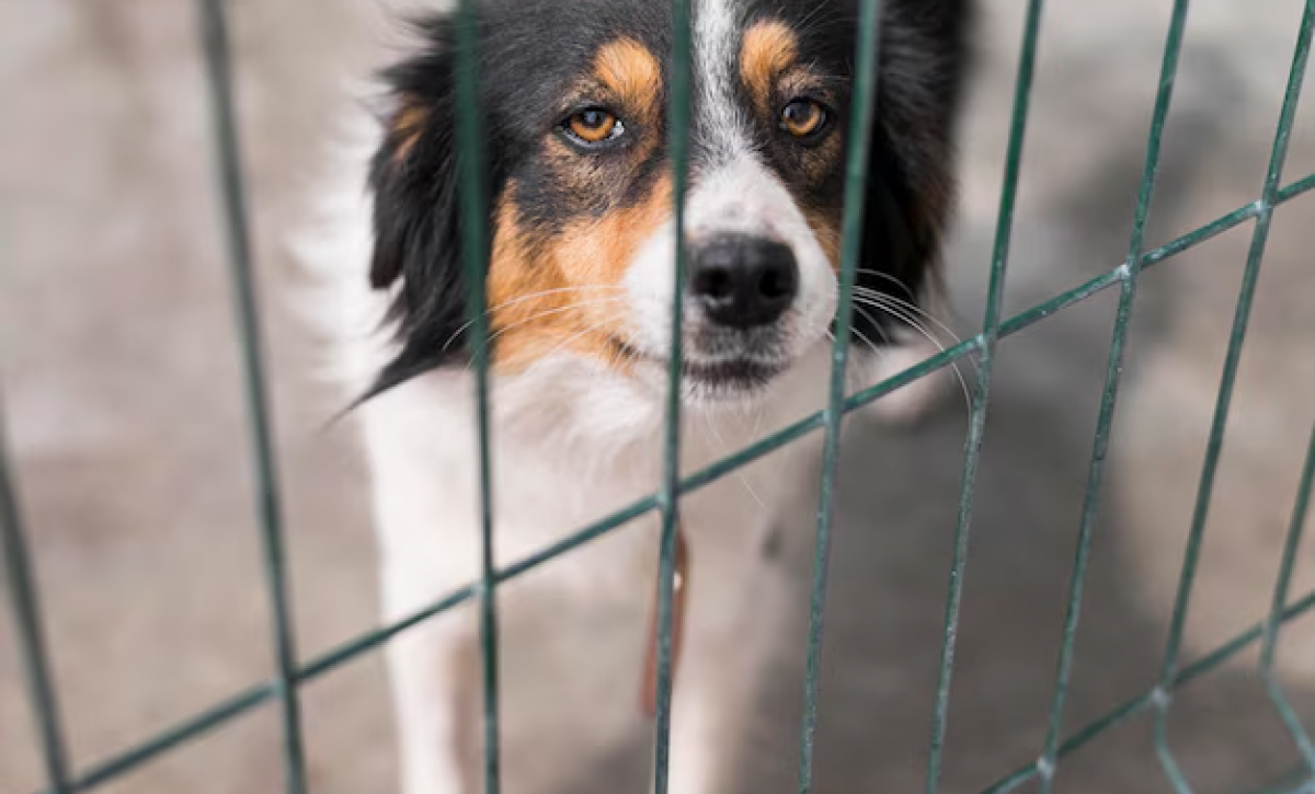 Carne de perro y salud humana: lo que se sabe hasta ahora