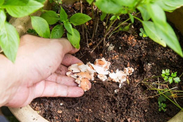 ¡Atención jardineros! Esto pasa realmente cuando usas cáscara de huevo con limón en tus plantas