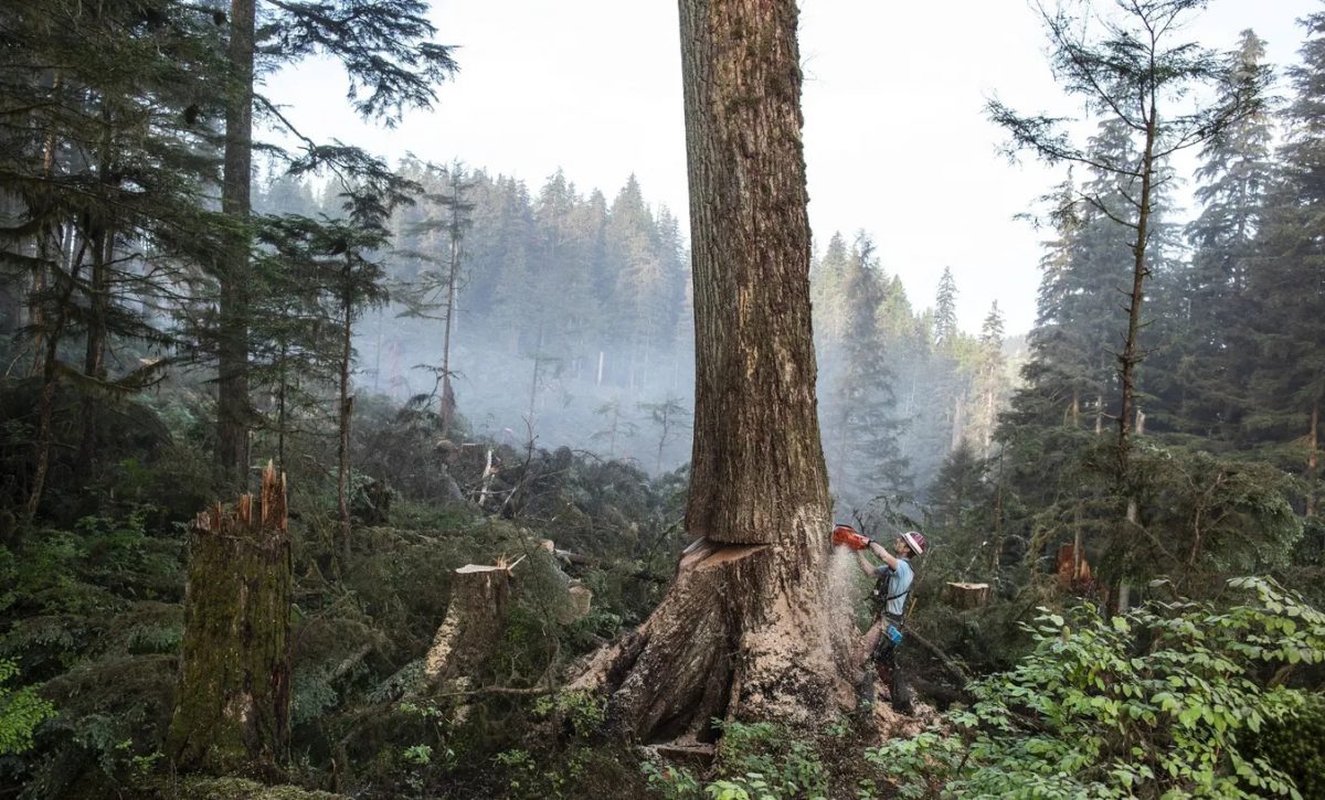 Un leñador derriba un gran árbol en la explotación forestal de Tuxekan, en la isla Príncipe de Gales, Alaska, Estados Unidos. (Fotografía National Geograph).