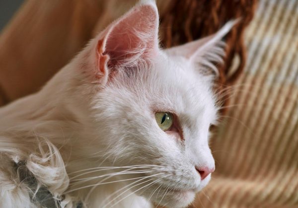 Cinco consejos para evitar que tu perro o gato transmita enfermedades a tu familia