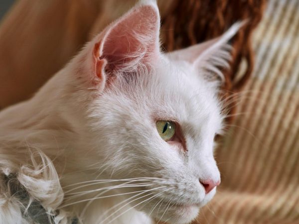 Cinco consejos para evitar que tu perro o gato transmita enfermedades a tu familia