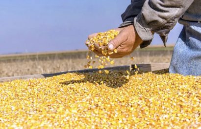 el-maiz-se-convierte-ahora-en-otro-problema-para-las-autoridades-ecuatorianas-debido-al-gran-deficit-de-este-producto-en-el-pais