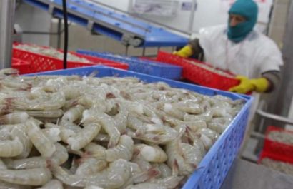 el-sector-camaronero-del-ecuador-podria-sufrir-una-afectacion-de-75-millones-de-dolares-mensuales-debido-a-los-apagones