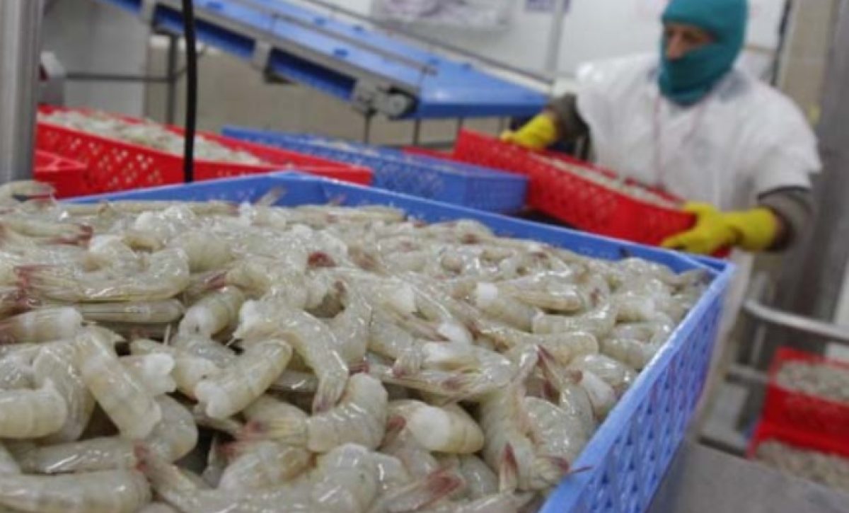 el-sector-camaronero-del-ecuador-podria-sufrir-una-afectacion-de-75-millones-de-dolares-mensuales-debido-a-los-apagones