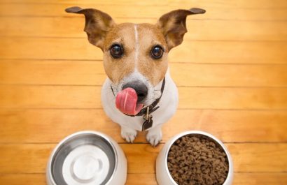 estos-son-los-alimentos-que-no-debes-darle-a-tu-perro-1