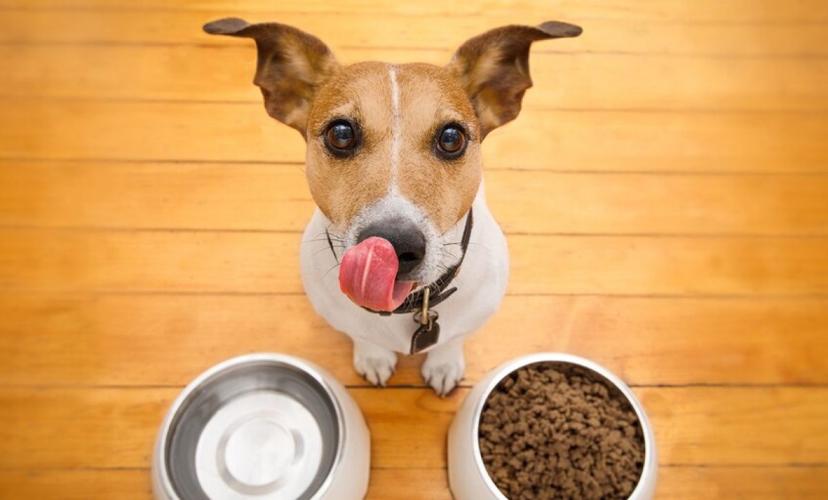 estos-son-los-alimentos-que-no-debes-darle-a-tu-perro-1