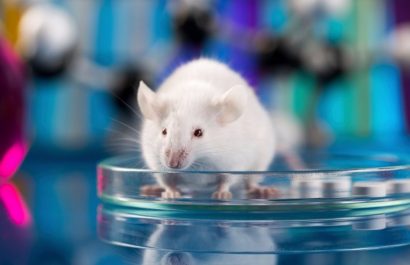 Ratón laboratorio ciencia