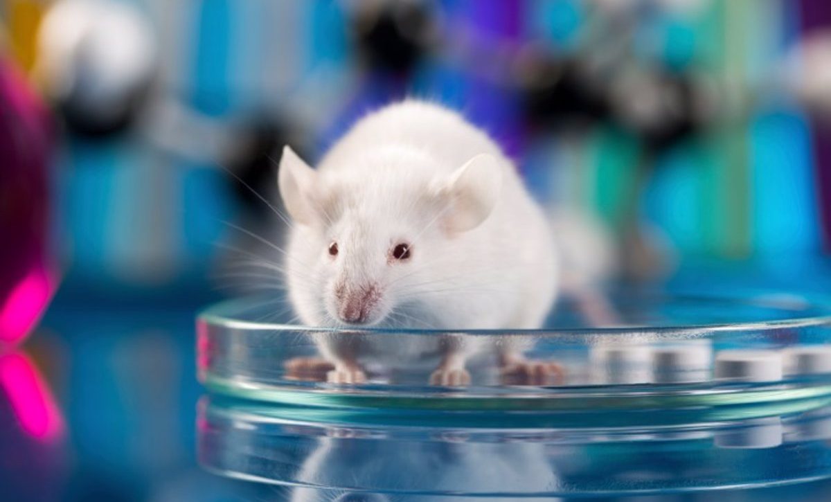 Ratón laboratorio ciencia