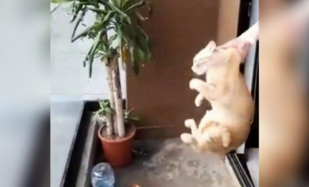 gatito-octavo-piso-min-696x395-1