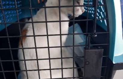 gato
