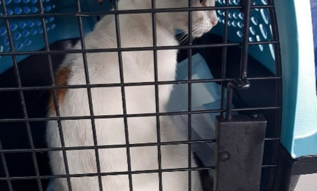 gato