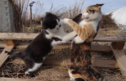 gatos