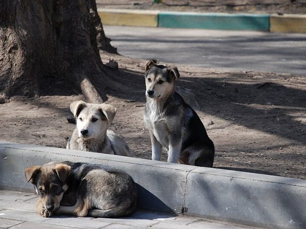 la-copa-del-mundo-2030-ha-generado-una-denuncia-que-ha-causado-preocupacion-en-organizaciones-protectoras-de-animales