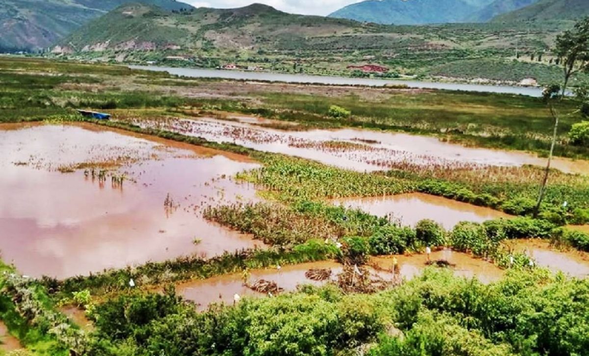 las-intensas-lluvias-han-provocado-perdidas-millonarias-en-el-sector-agricola-afectando-principalmente-a-los-cultivos-de-arroz-y-maiz