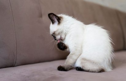 Pulgas en gatos: cómo combatirlas con un remedio casero y mantener tu hogar libre de parásitos