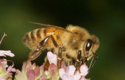 Investigación revela potencial terapéutico del veneno de abeja en enfermedades. FOTO: Europa Press.