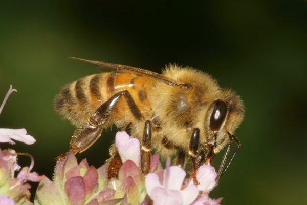 Investigación revela potencial terapéutico del veneno de abeja en enfermedades. FOTO: Europa Press.