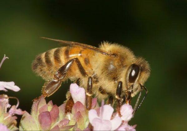Investigación revela potencial terapéutico del veneno de abeja en enfermedades. FOTO: Europa Press.