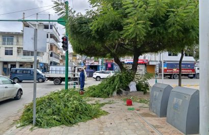 Personal de Parques y Jardines realiza la labor de poda de árboles como se ve en la gráfica.