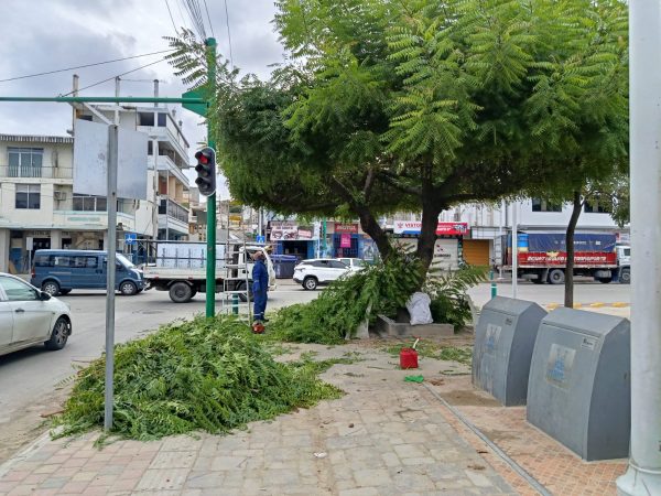 Personal de Parques y Jardines realiza la labor de poda de árboles como se ve en la gráfica.