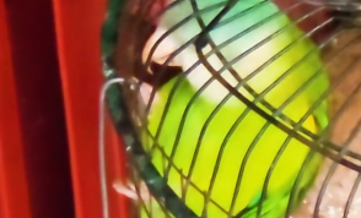 loro-1