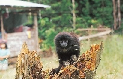 mono-Titi-de-manos-amarillas