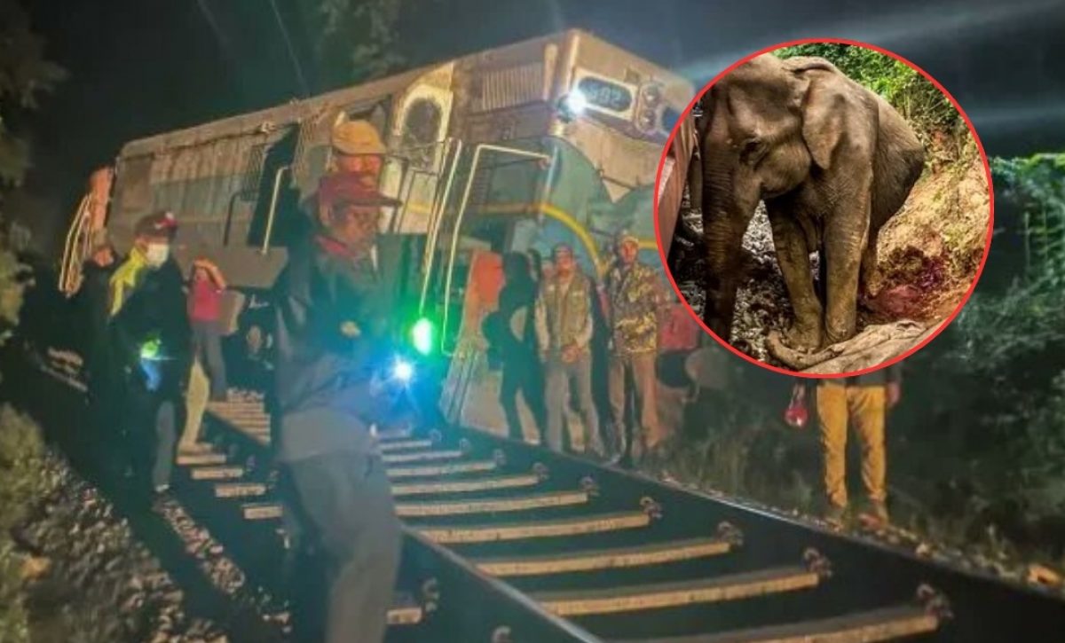 mundo-tren-arrolla-a-manada-de-elefantes-en-sri-lanka-y-deja-seis-de-ellos-muertos-1
