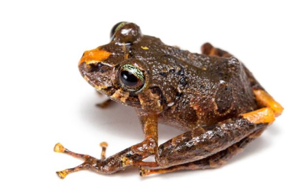 nueva-especie-rana