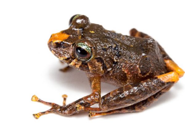nueva-especie-rana