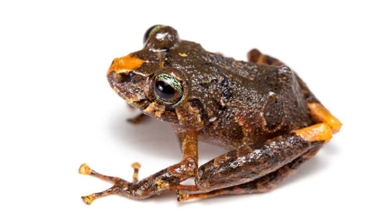nueva-especie-rana
