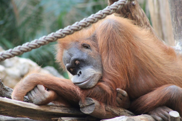 Los orangutanes compensan la falta de sueño con siestas