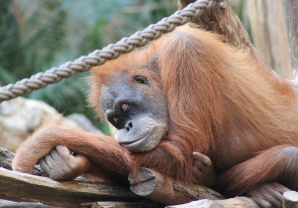 Los orangutanes compensan la falta de sueño con siestas