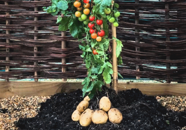 Un cruce natural entre tomate y Etuberosum dio origen a la papa hace 9 millones de años