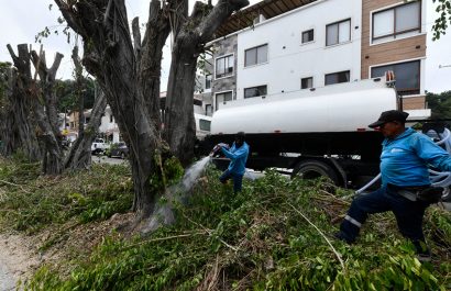 Parques EP confirmó que la poda, ejecutada sin autorización municipal, comprometió la vitalidad de los árboles ficus.