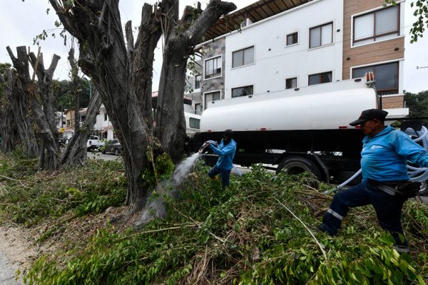 Parques EP confirmó que la poda, ejecutada sin autorización municipal, comprometió la vitalidad de los árboles ficus.