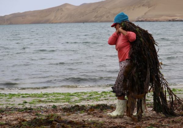 Mujeres de mar: motor clave en la pesca artesanal.