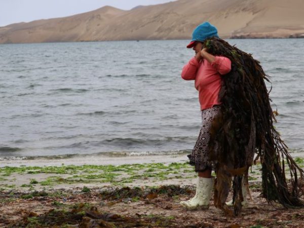 Mujeres de mar: motor clave en la pesca artesanal.