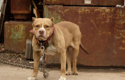 pitbull-mata-a-un-recien-nacido