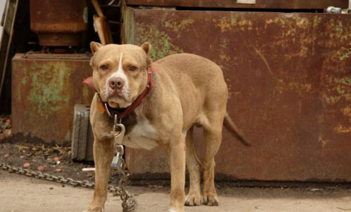 pitbull-mata-a-un-recien-nacido