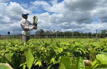 planta-de-cacao