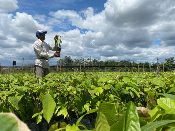 planta-de-cacao