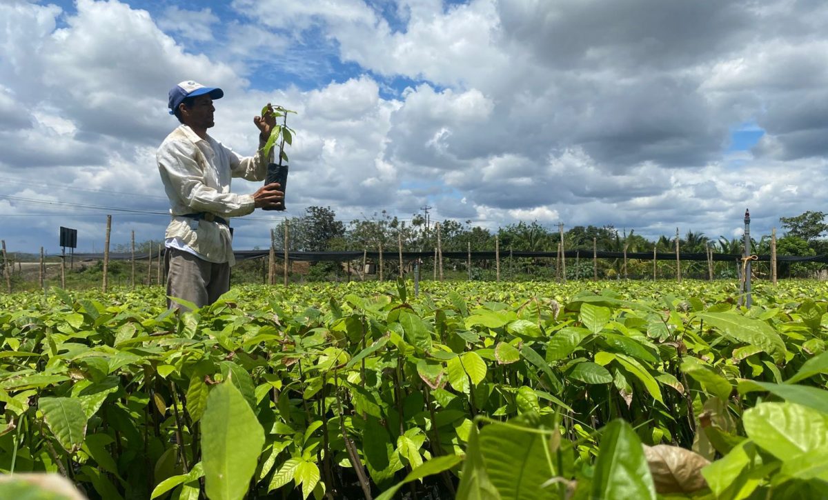 planta-de-cacao